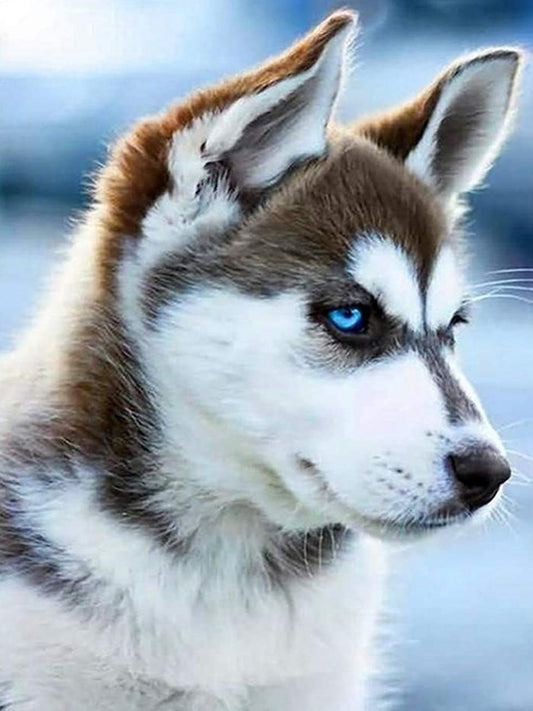 Husky Dog | Diamond Painting