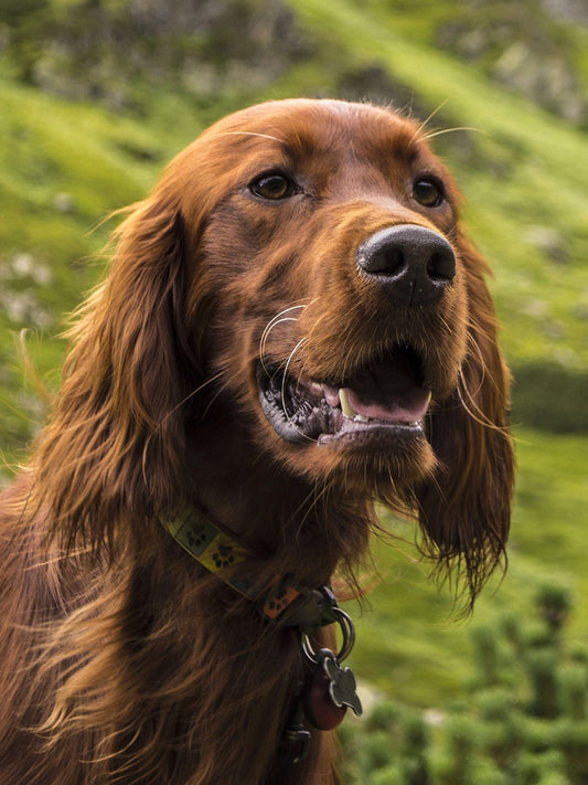 Irish Setter Dog | Diamond Painting