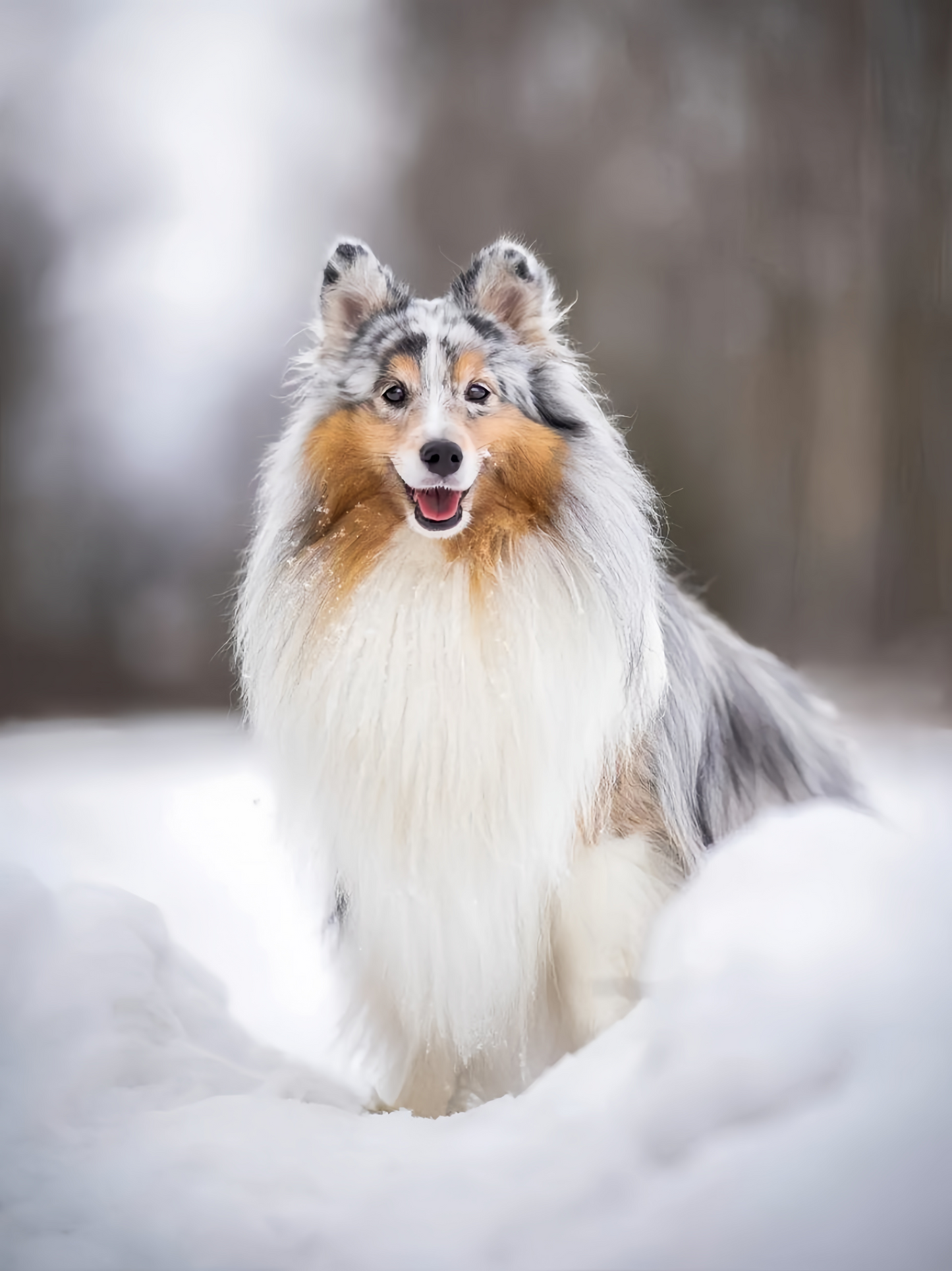 Sheltie Dog | Diamond Painting