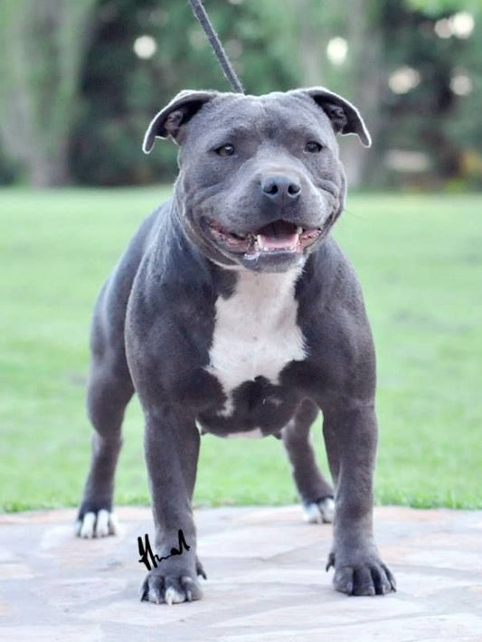 Dog Staffordshire Bull Terrier | Diamond Painting