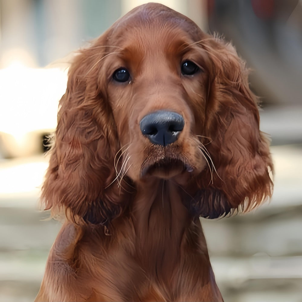 Irish Setter Dog | Diamond Painting