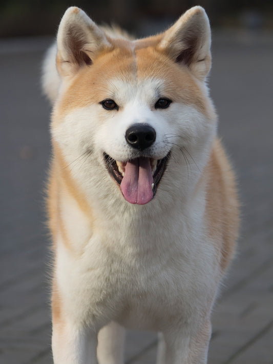 Shiba Inu Dog | Diamond Painting