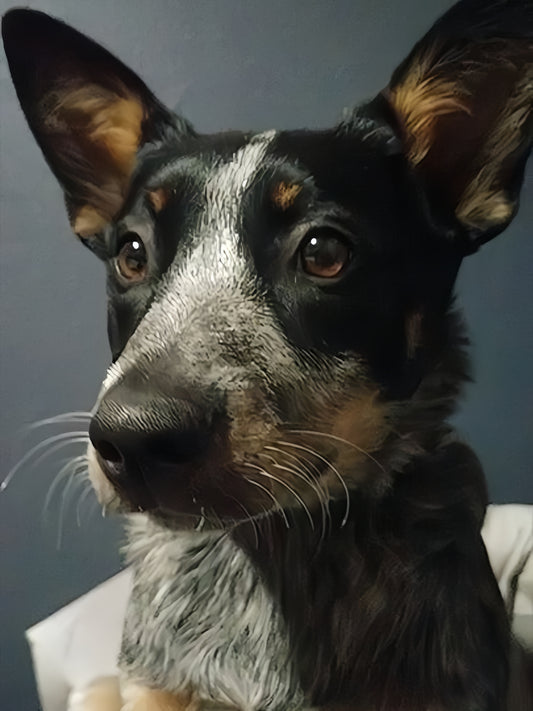 Australian Kelpie Dog | Diamond Painting