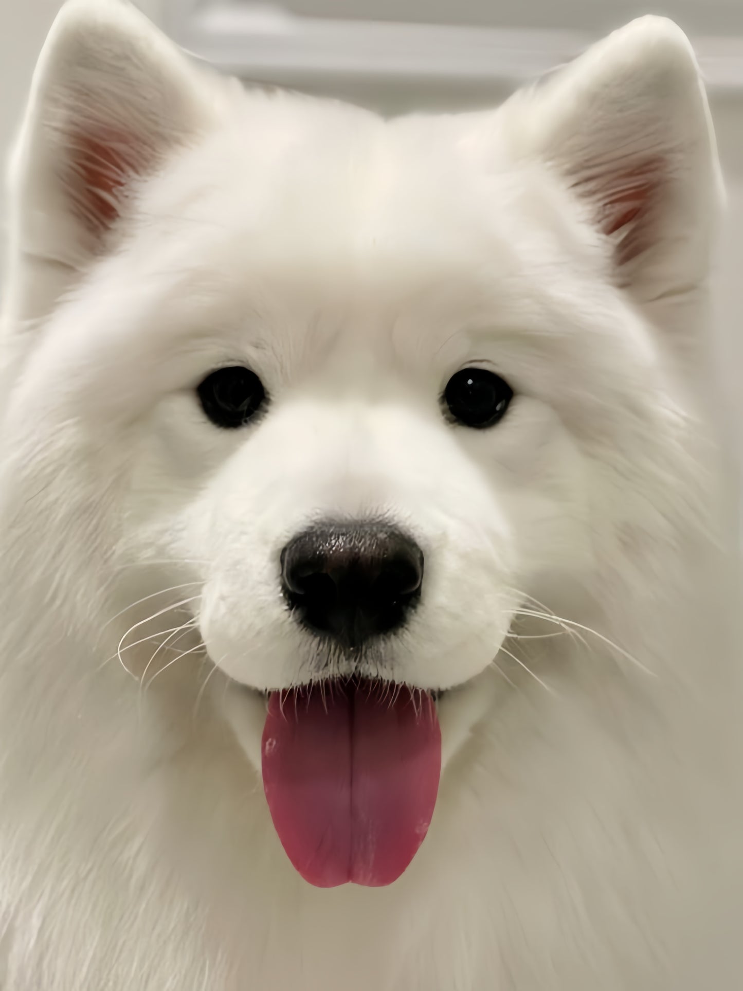 Samoyed Dog | Diamond Painting