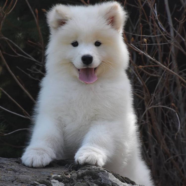 Samoyed Dog | Diamond Painting