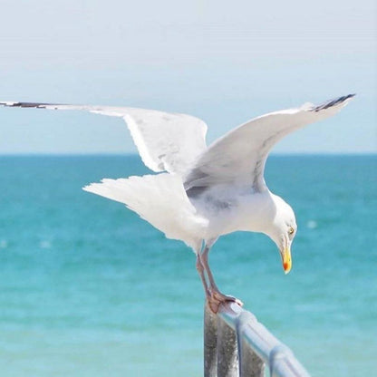 Gull | Diamond Painting