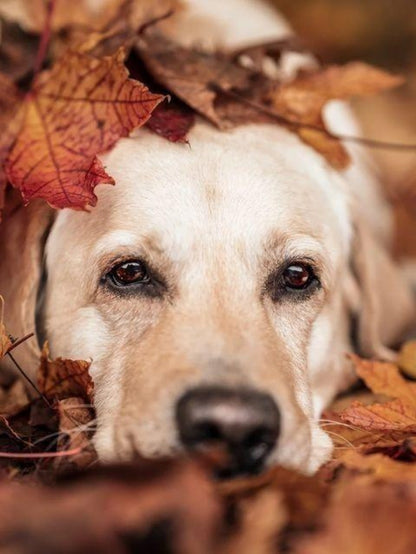 Yellow Labrador Dog | Diamond Painting