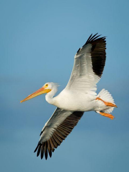 Pelican | Diamond Painting