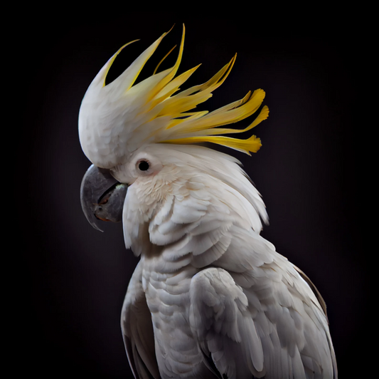 Cockatoo | Diamond Painting