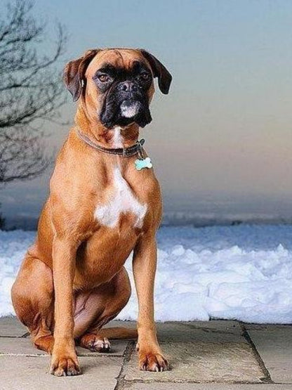 Boxer Dog | Diamond Painting
