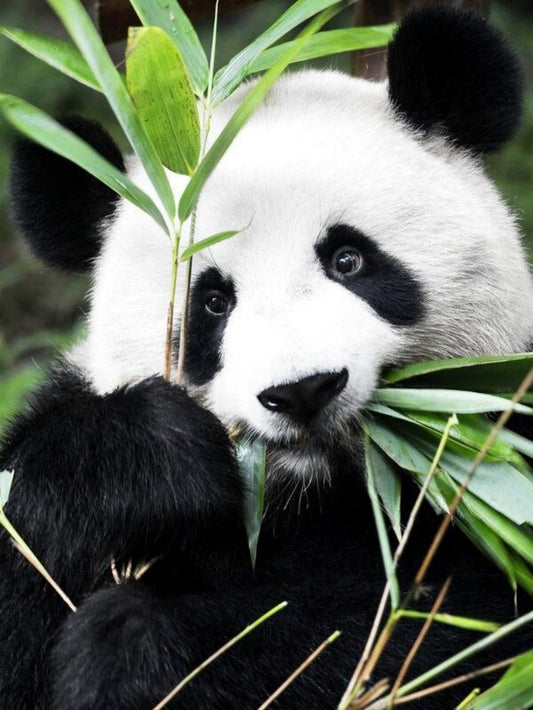 Panda | Diamond Painting