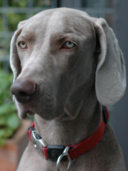 Weimaraner Dog | Diamond Painting