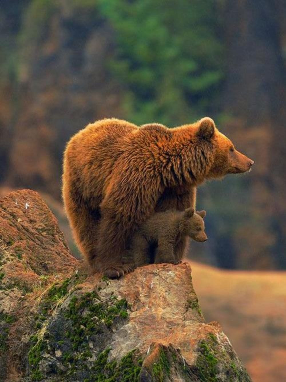 Brown Bear | Diamond Painting