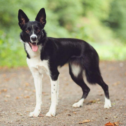 Cattle Dog (Blue Heeler) | Diamond Painting