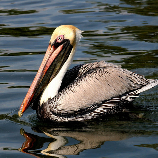 Pelican | Diamond Painting