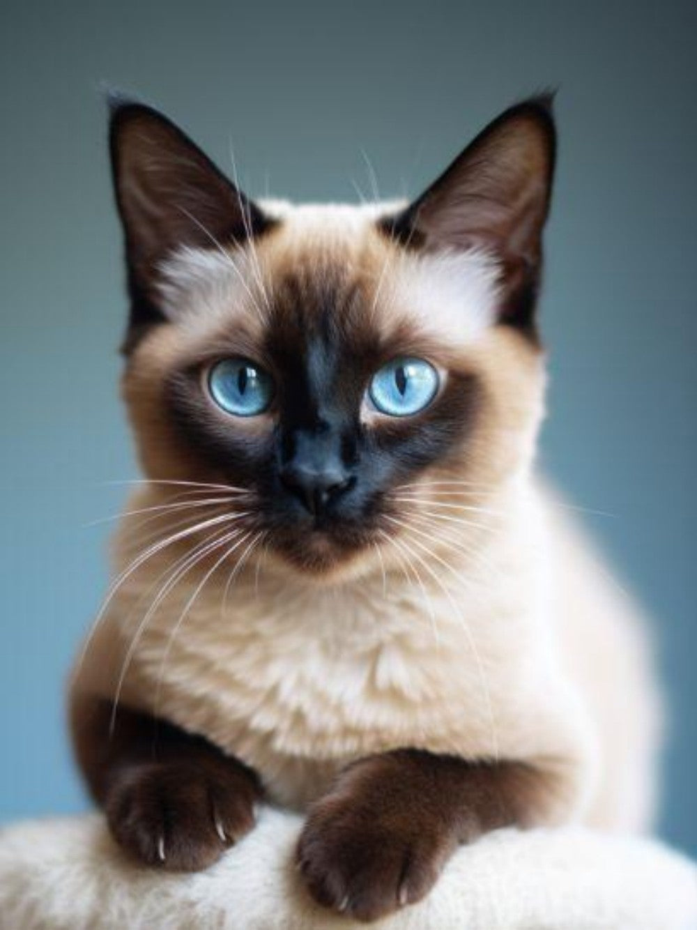 Siamese Cat | Diamond Painting