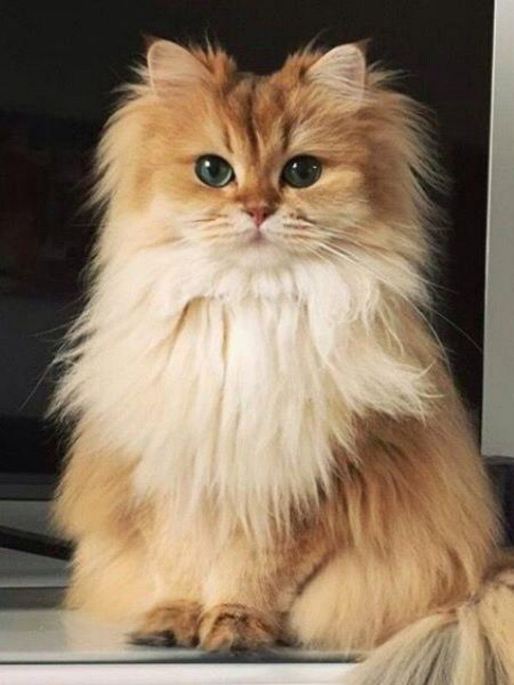 Persian Cat | Diamond Painting