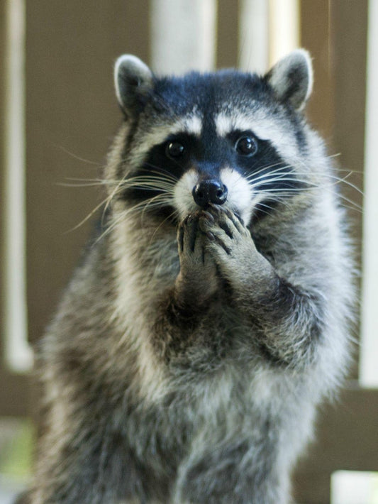 Raccoon | Diamond Painting