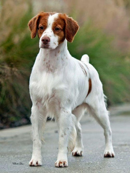 Brittany Spaniel Dog | Diamond Painting