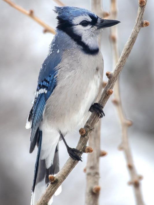 Blue Jay | Diamond Painting