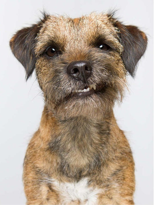 Dog Border Terrier | Diamond Painting