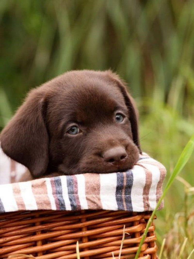 Chocolate Labrador Dog | Diamond Painting