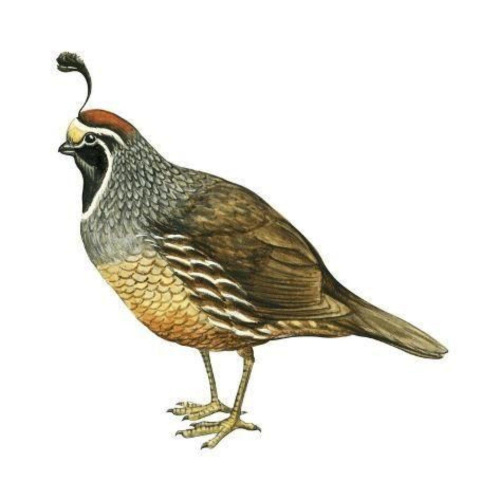 Quail | Diamond Painting