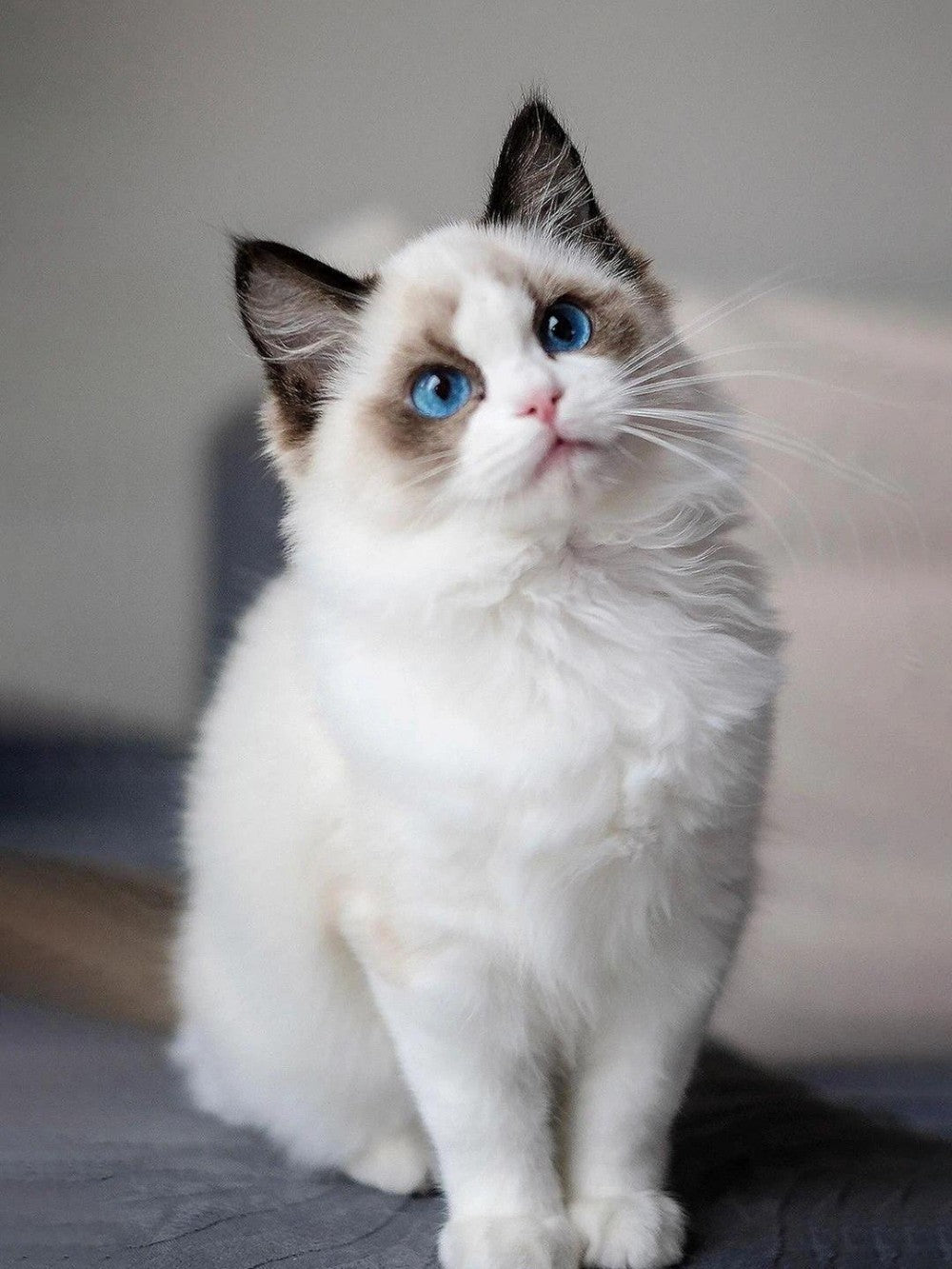 Ragdoll Cat | Diamond Painting