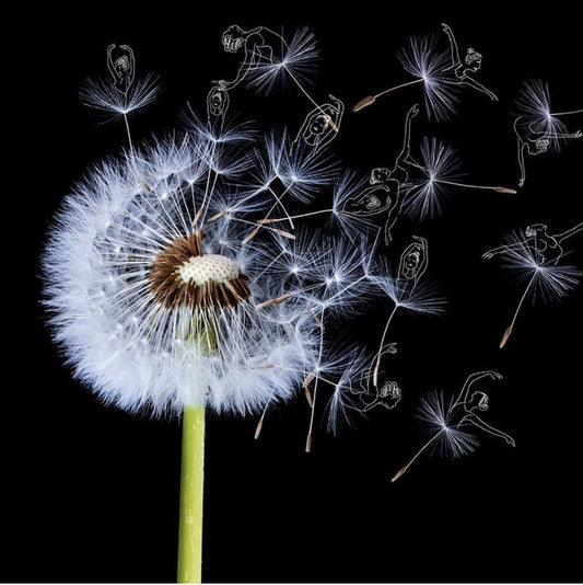 Dandelion | Diamond Painting