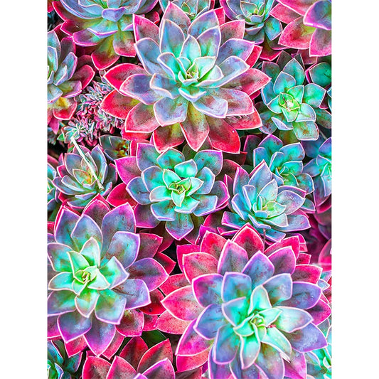 Succulents | Diamond Painting