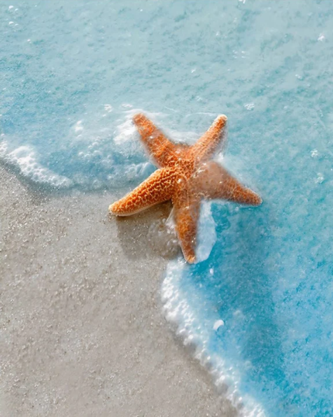 Starfish On The Beach | Diamond Painting