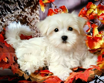 Cute Dog Maltese | Diamond Painting