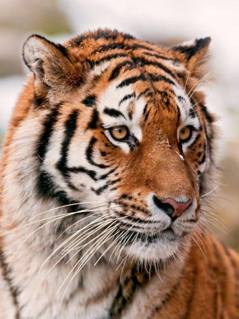 Bengal Tiger | Diamond Painting
