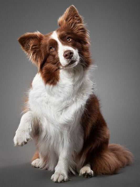 Dog Border Collie | Diamond Painting