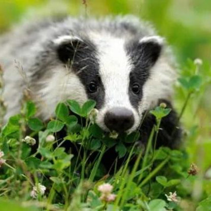 Badger | Diamond Painting