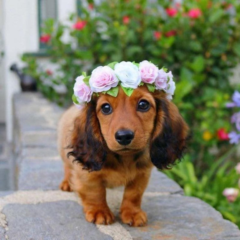 Dachshund Dog | Diamond Painting