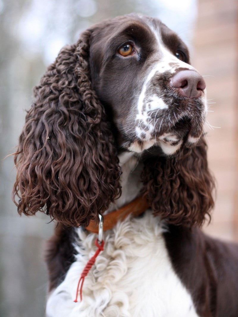 English Springer Spaniel Dog | Diamond Painting