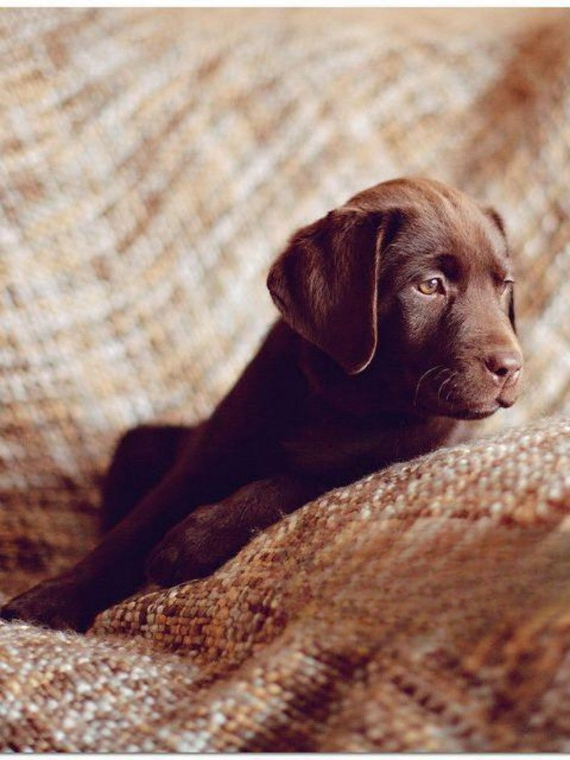 Chocolate Labrador Dog | Diamond Painting