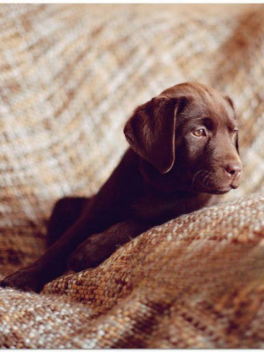 Chocolate Labrador Dog | Diamond Painting