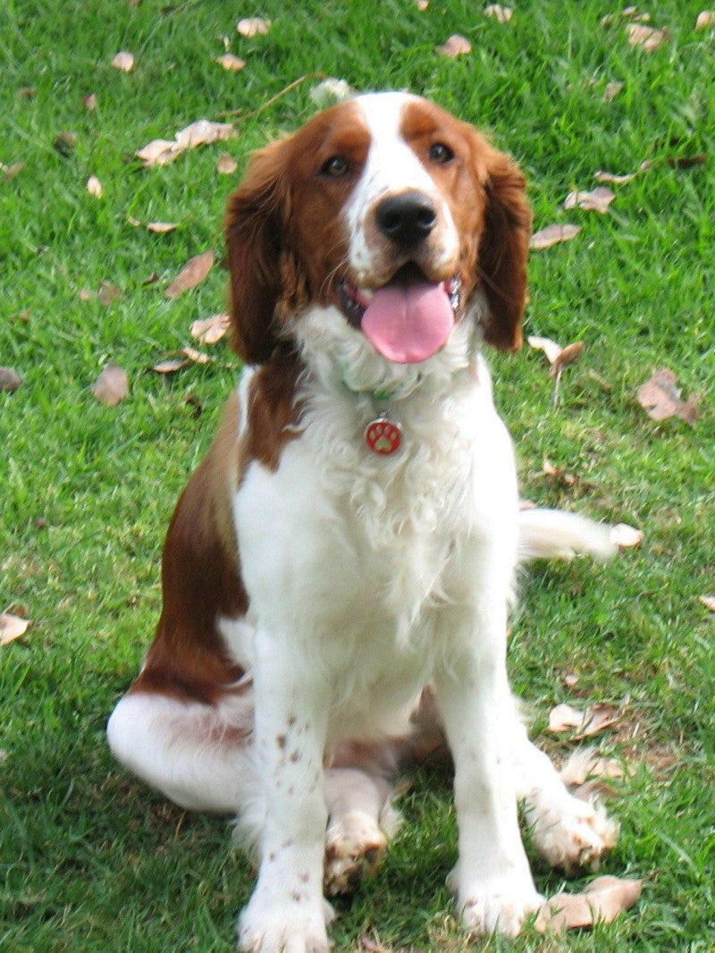 Brittany Spaniel Dog | Diamond Painting
