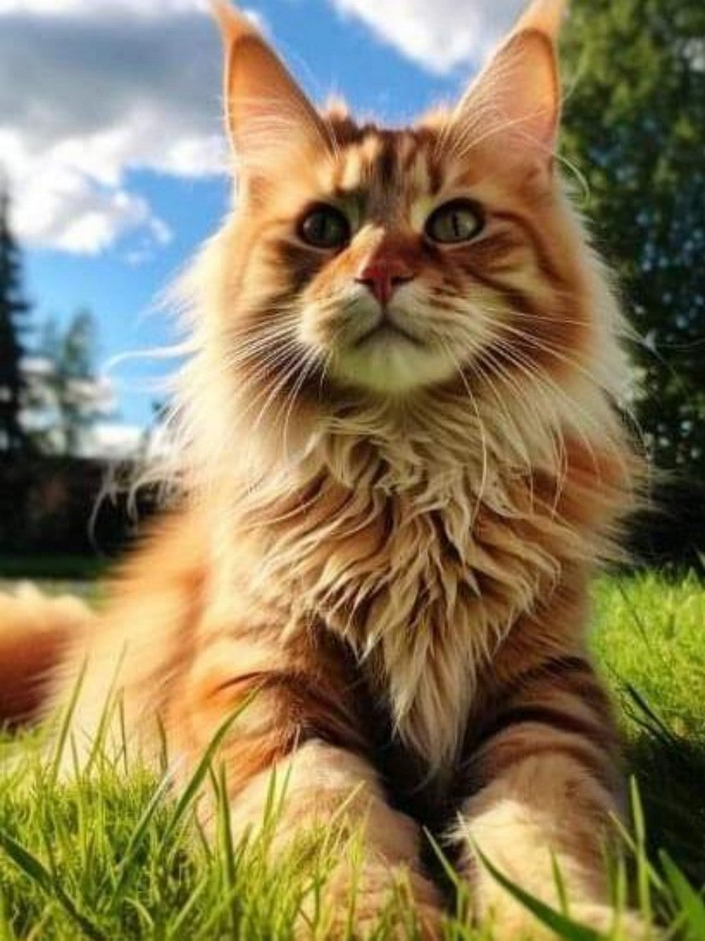 Maine Coon | Diamond Painting