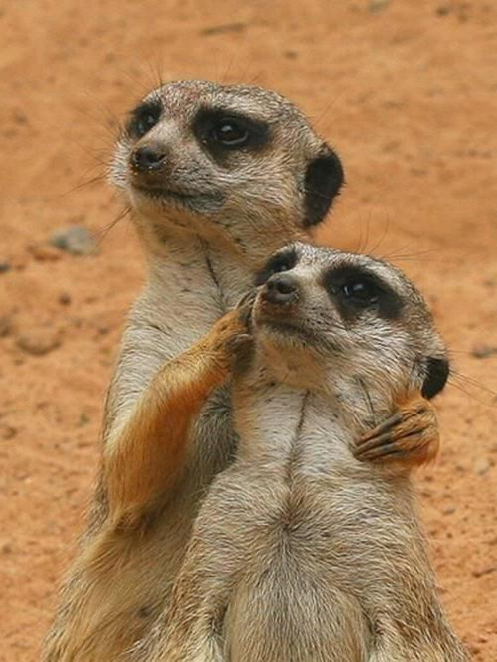 Meerkat | Diamond Painting