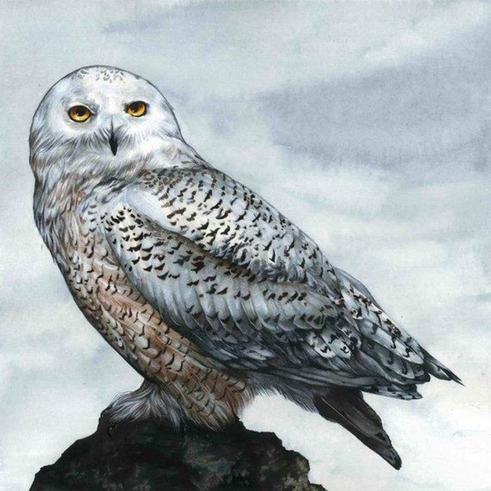 Snowy owl (White Owl) | Diamond Painting