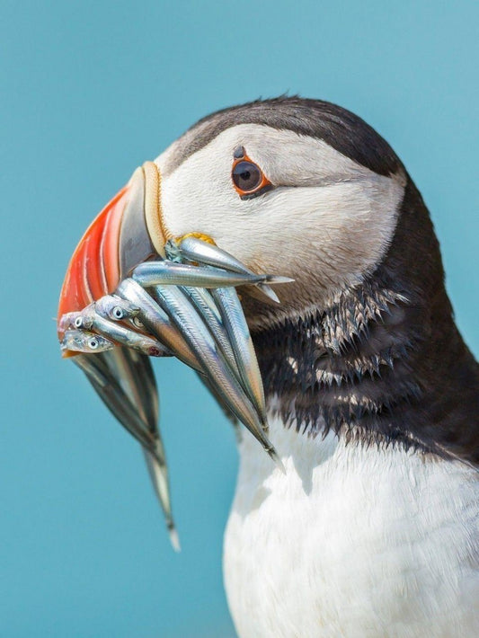 Puffin | Diamond Painting