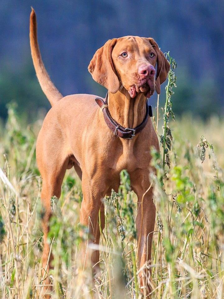 Vizsla Dog | Diamond Painting