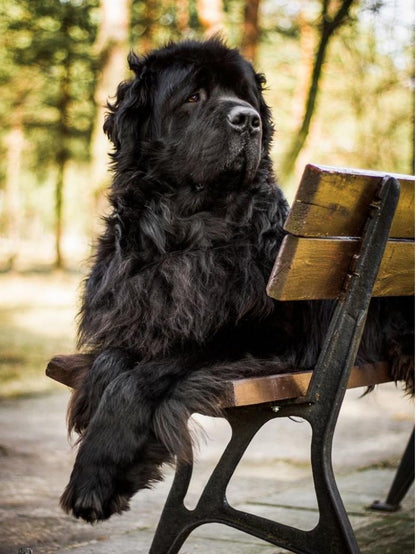 Newfoundland Dog | Diamond Painting