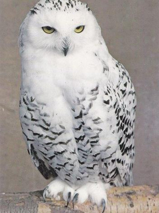 Snowy owl (White Owl) | Diamond Painting