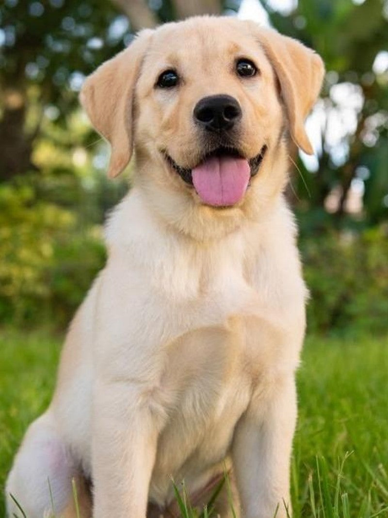 Yellow Labrador Dog | Diamond Painting