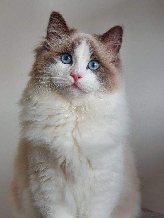 Ragdoll Cat | Diamond Painting