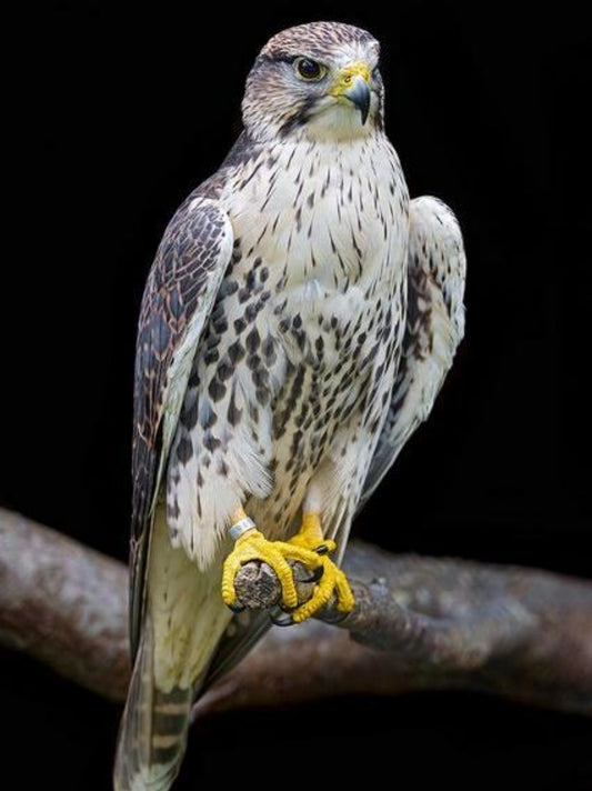 Falcon | Diamond Painting